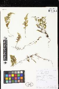 Hymenophyllum axillare image