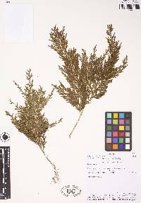 Selaginella hartwegiana image