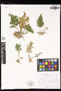 Selaginella bryopteris image