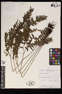 Lindsaea bolivarensis image