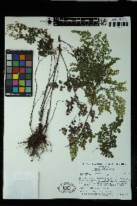 Adiantum raddianum image