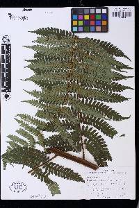 Cyathea aspera image