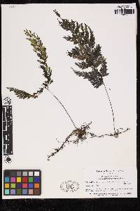 Hymenophyllum imbricatum image