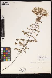 Adiantum raddianum image