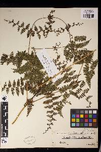 Dennstaedtia scandens image