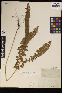 Lindsaea lancea image