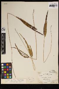 Lindsaea stricta image