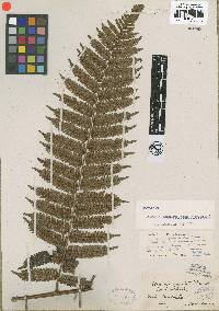 Alsophila apiculata image