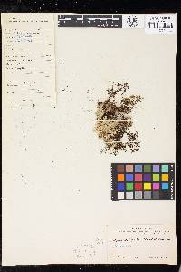 Hymenophyllum denticulatum image