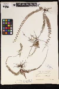 Adiantum caudatum image