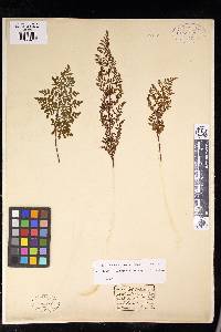 Cheilanthes austrotenuifolia image