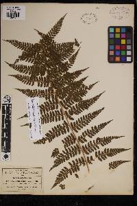 Dennstaedtia cicutaria image