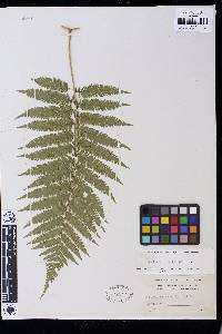 Cyathea arborea image