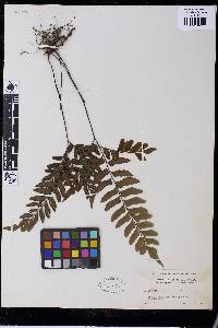 Adiantum latifolium image