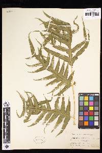 Pteris comans image