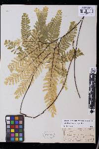 Adiantum aleuticum image