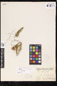Hymenophyllum fragile image