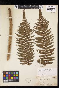 Cyathea atrovirens image