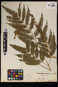 Pteris propinqua image