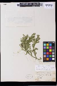 Selaginella macrostachya image