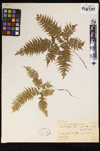 Adiantum curvatum image