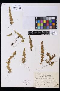 Hymenophyllum asplenioides image