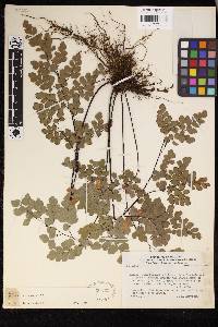 Adiantum chilense image