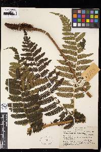 Cyathea schiedeana image