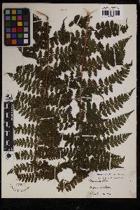 Dennstaedtia globulifera image