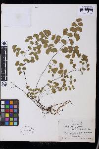 Adiantum jordanii image