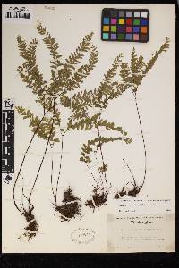 Adiantum aleuticum image