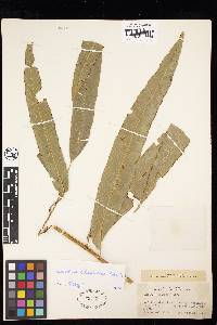 Saccoloma elegans subsp. chartaceum image