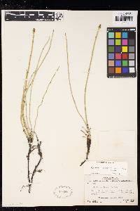 Equisetum nelsonii image