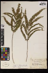 Lindsaea quadrangularis subsp. antillensis image