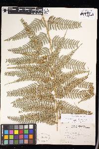 Pteris muricatopedata image