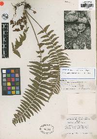 Asplenium dielpallidum image