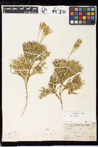 Diphasiastrum tristachyum image