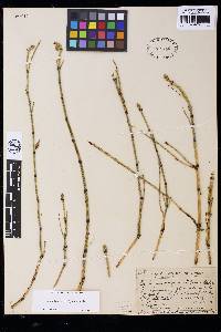 Equisetum trachyodon image