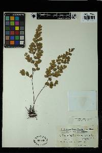 Adiantum raddianum image