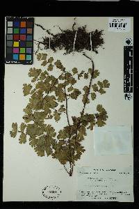 Adiantum digitatum image