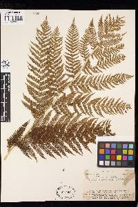 Cyathea decurrens image