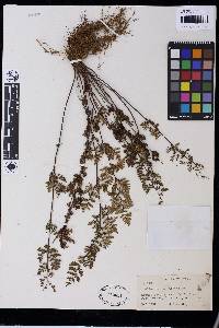 Cheilanthes multifida image