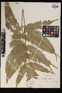 Pteris fauriei image