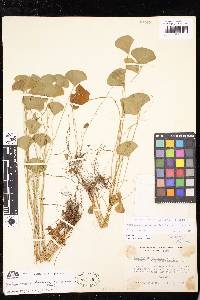 Marsilea macropoda image