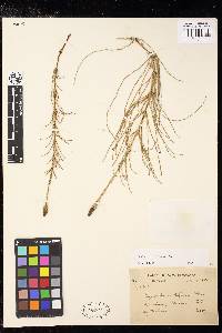 Equisetum arvense subsp. diffusum image