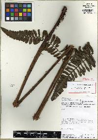 Cyathea liesneri image