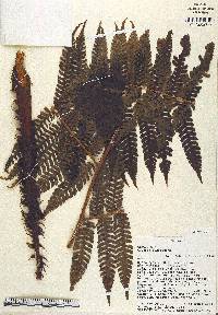 Cyathea schiedeana image