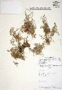 Selaginella corrugis image