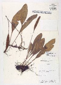 Elaphoglossum montgomeryi image