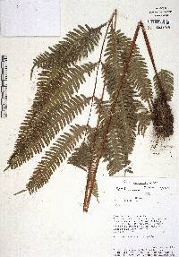 Pteris pungens image